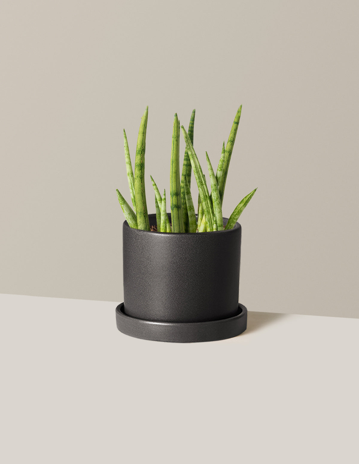 Snake Plant Cylindrica