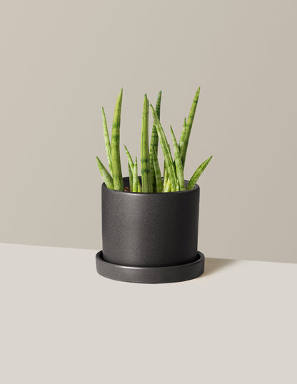 Snake Plant Cylindrica