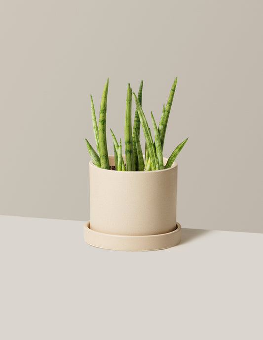 Snake Plant Cylindrica