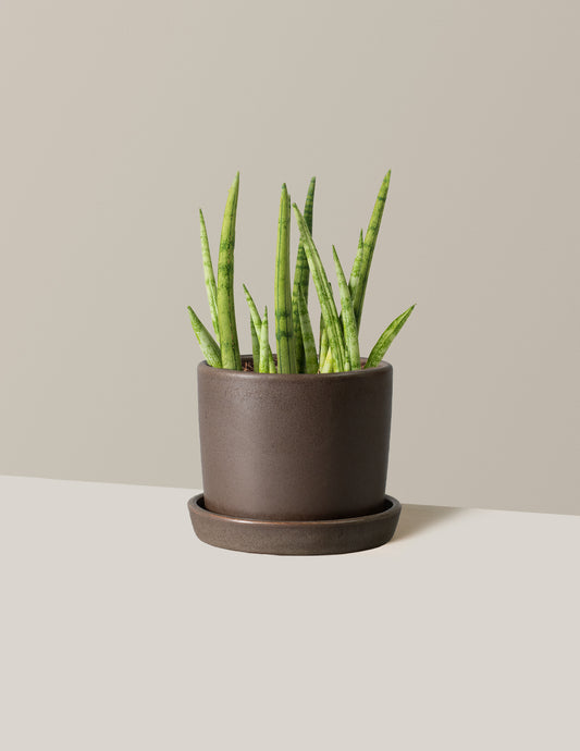 Snake Plant Cylindrica