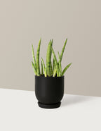 bundle | Small | Westcott | Black