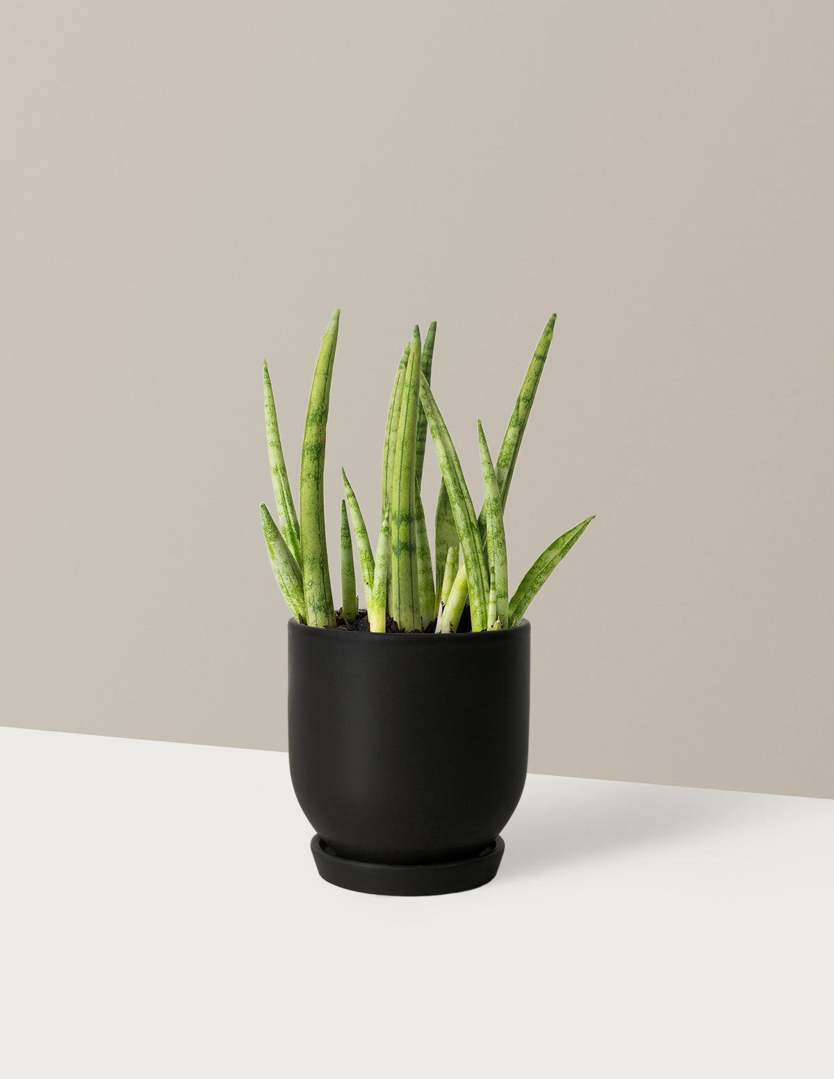 Snake Plant Cylindrica