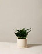 bundle | Small | Hyde | Cream