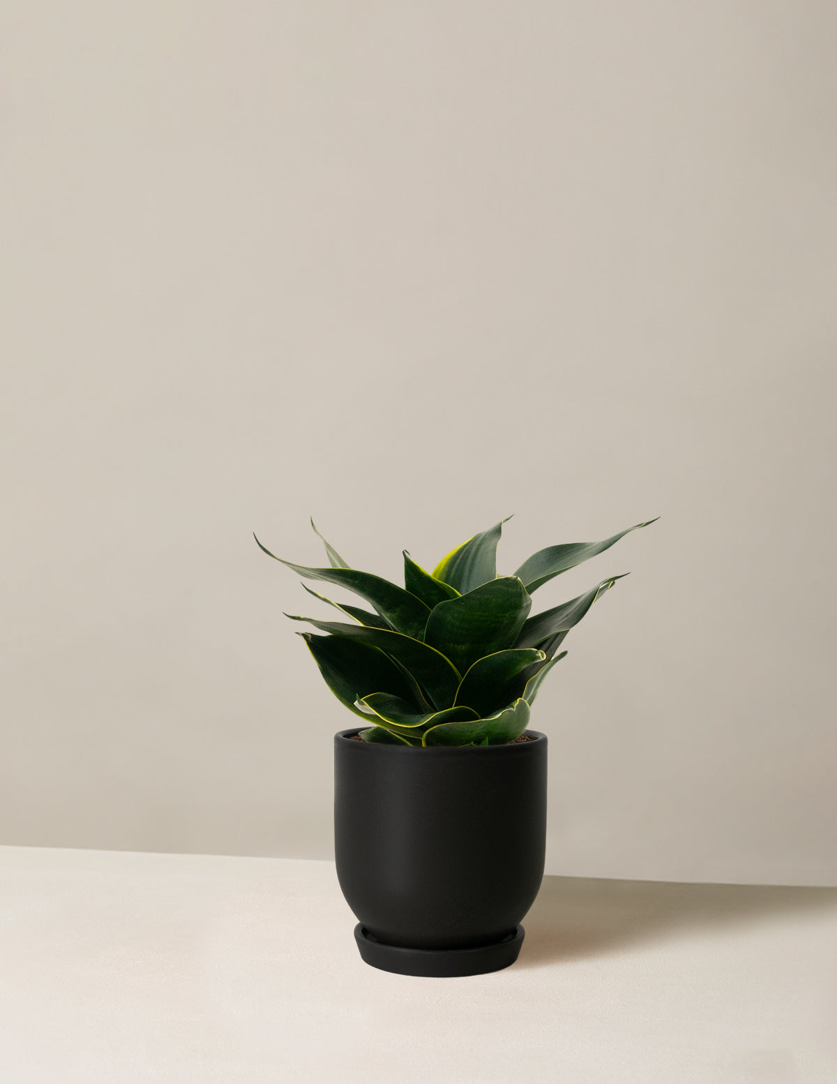bundle | Small | Westcott | Black
