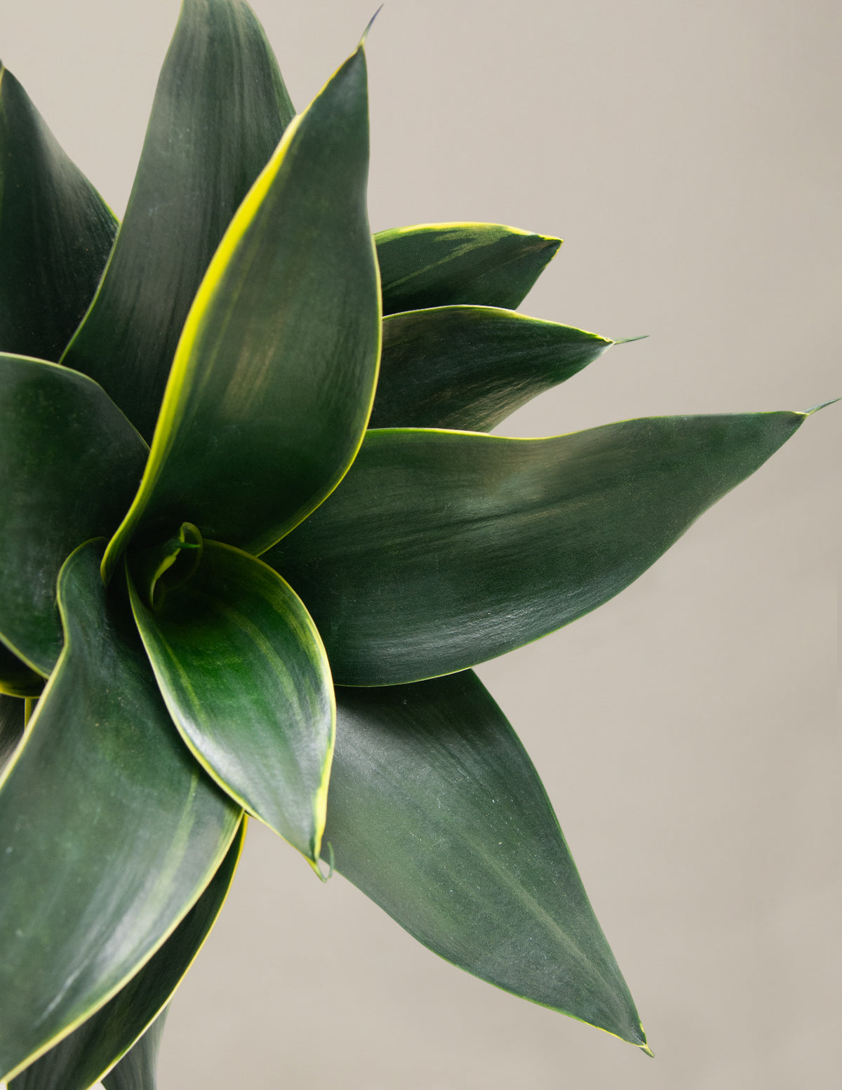 Snake Plant 'Hahnii' | Low Light Plants & Houseplants Delivery