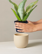 Moonshine Snake Plant