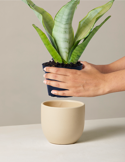 Moonshine Snake Plant