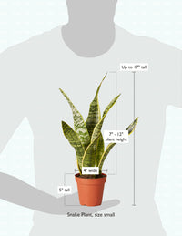 Snake Plant Laurentii