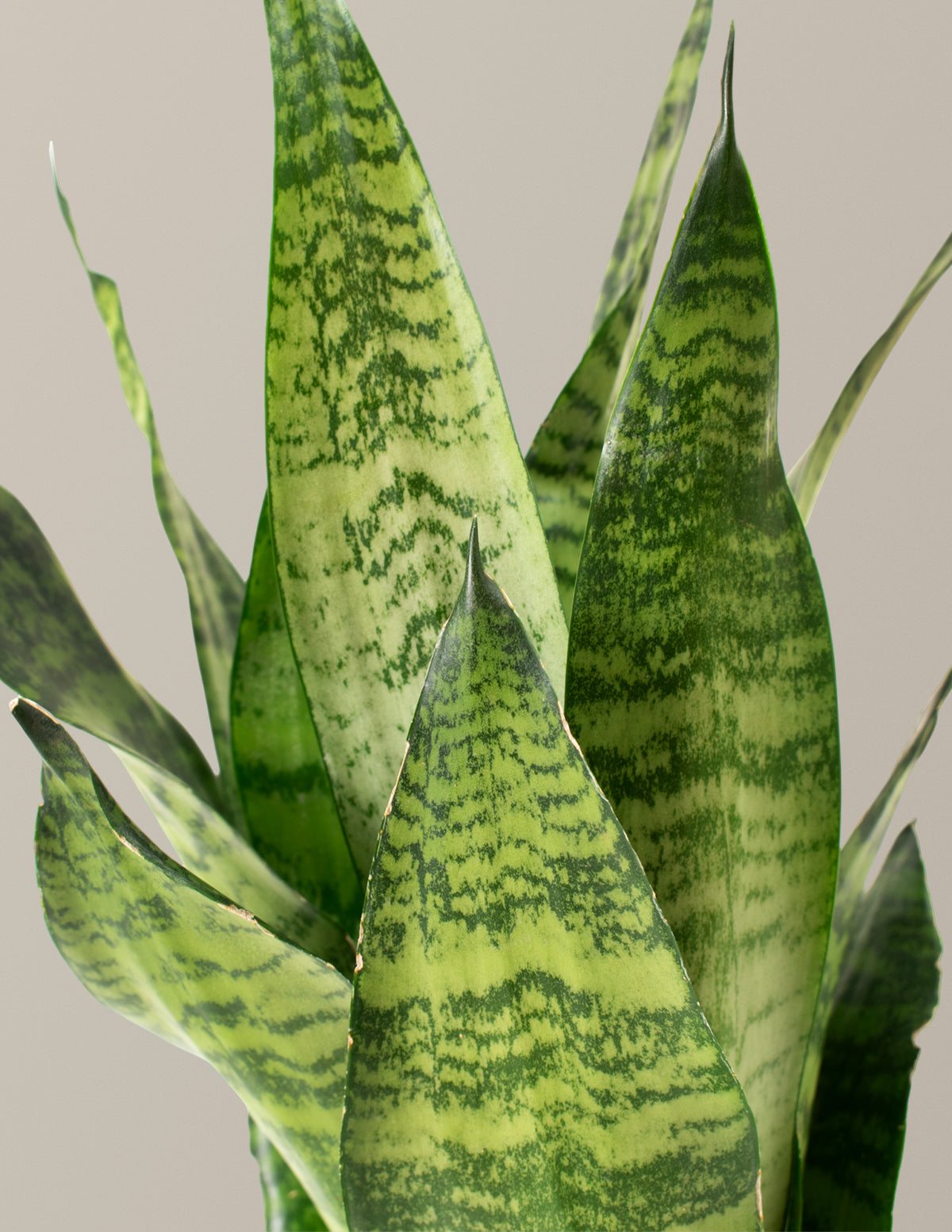 dracaena zeylanica Snake Plant Zeylanica - Medium (16-17" tall) Grow Pot