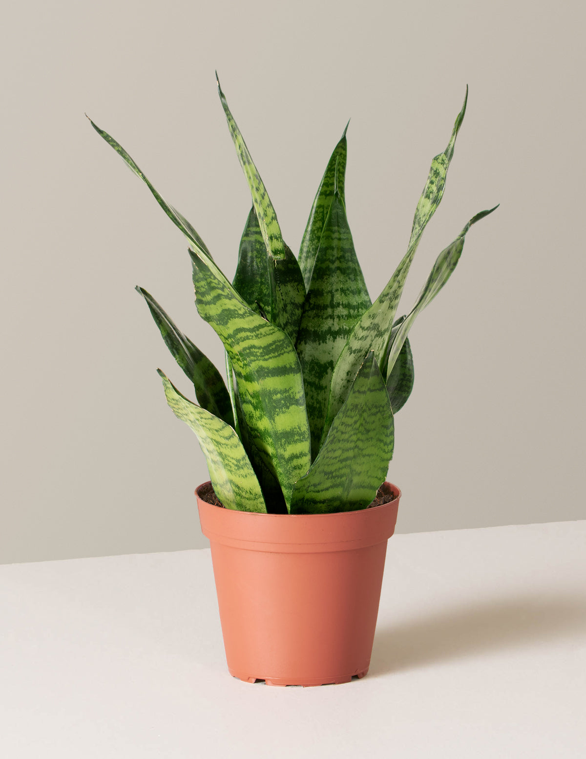 bundle | Small | Grow Pot