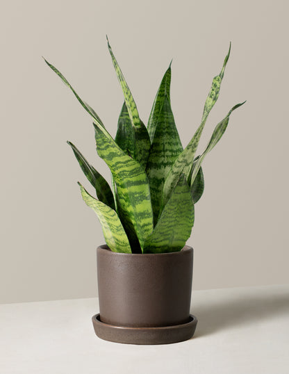 the sill sansevieria Snake Plant Zeylanica - Small (7-12" tall) Black Planter