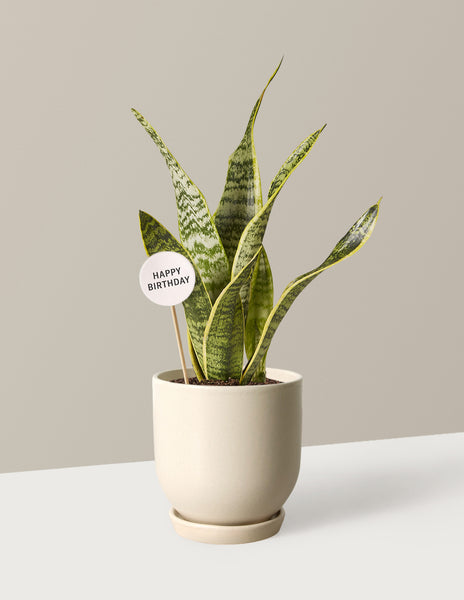 happy snake plant Happy Birthday Snake Laurentii