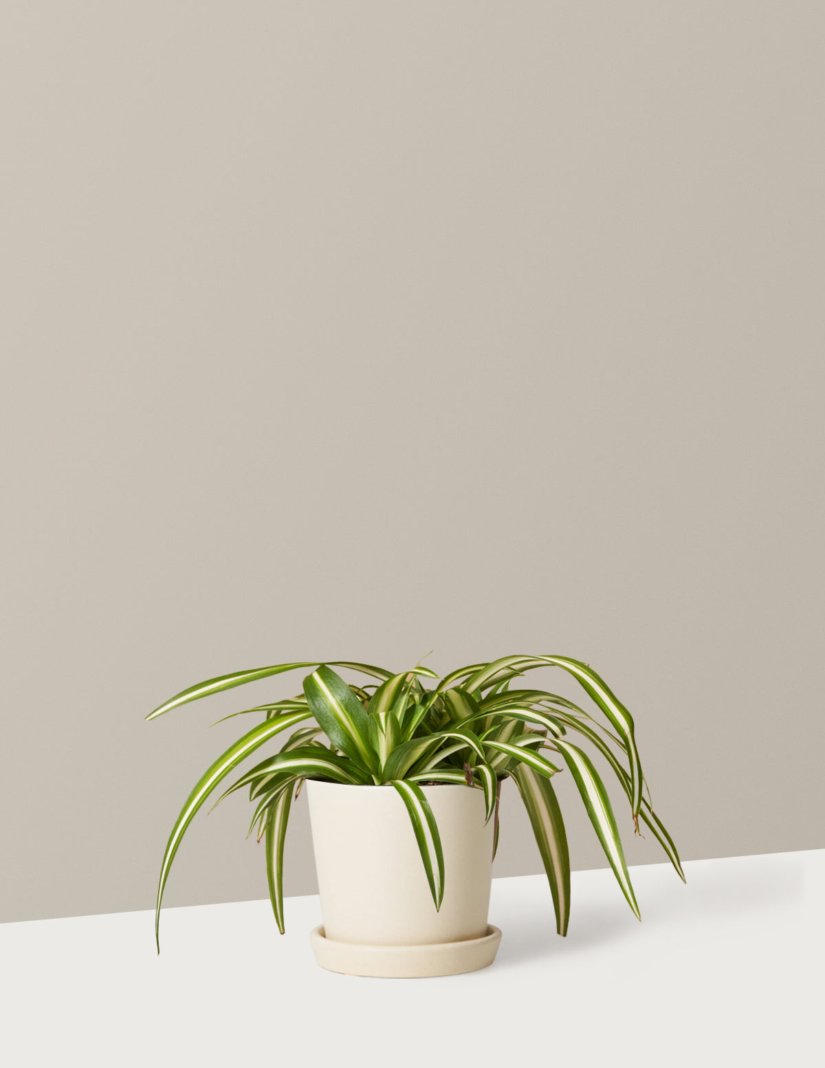 Spider Plant Variegated