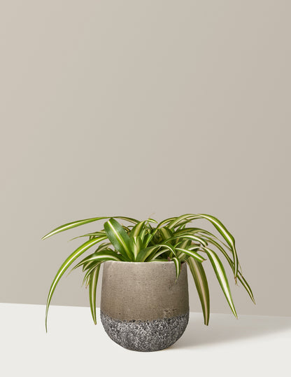 spider plant pot Spider Plant Variegated with Planter - Small (3"-6" tall) Stone Planter