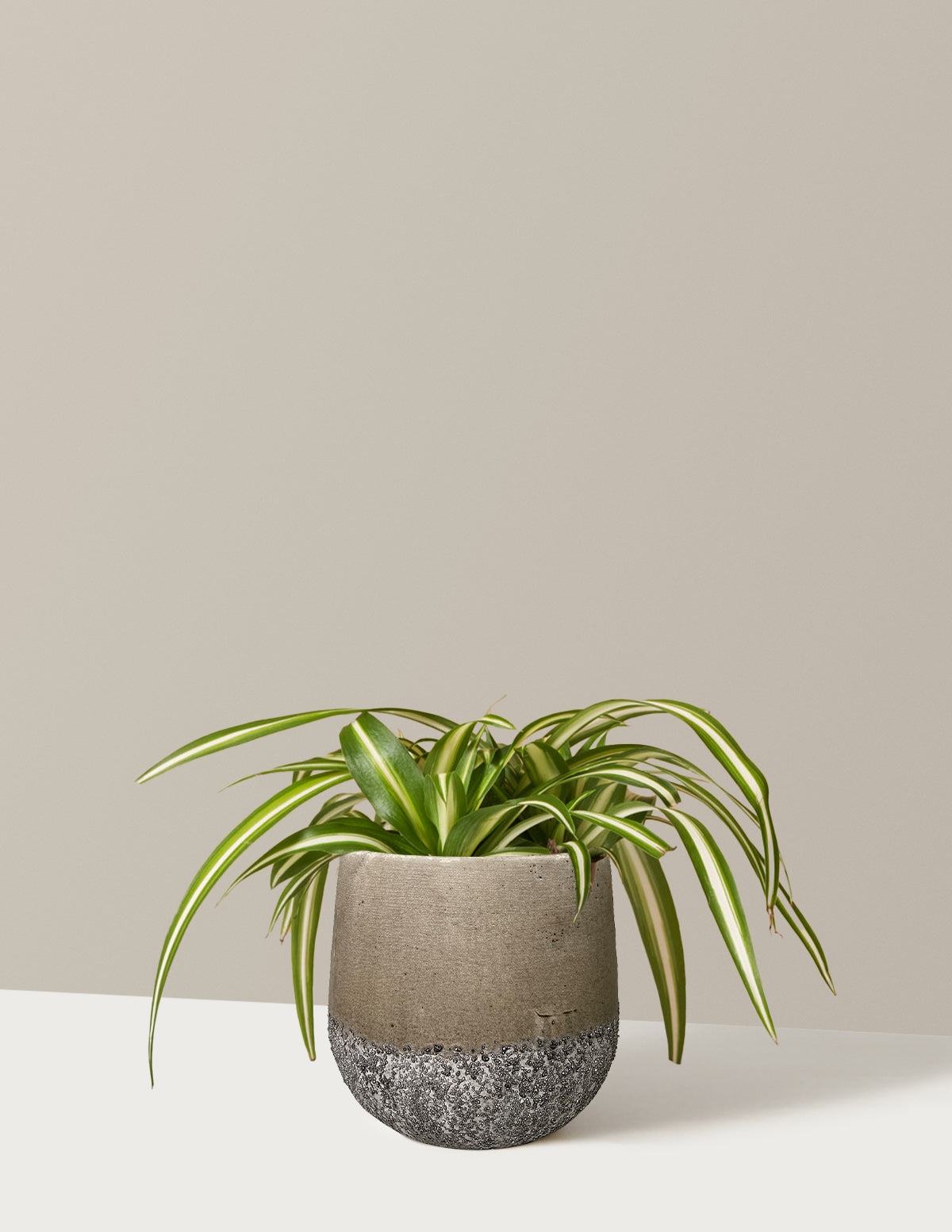 Spider Plant Variegated with Planter - Small (3