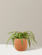 bundle | Small | Raven | Terracotta