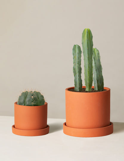 Small Spines Duo