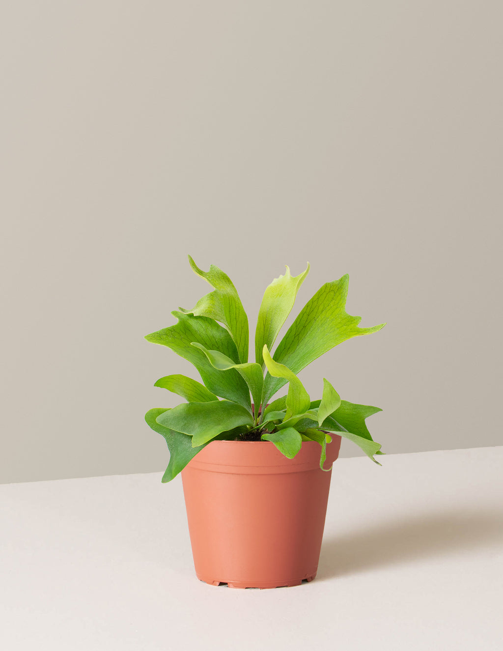 bundle | Small | Grow Pot
