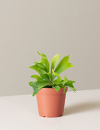 bundle | Small | Grow Pot