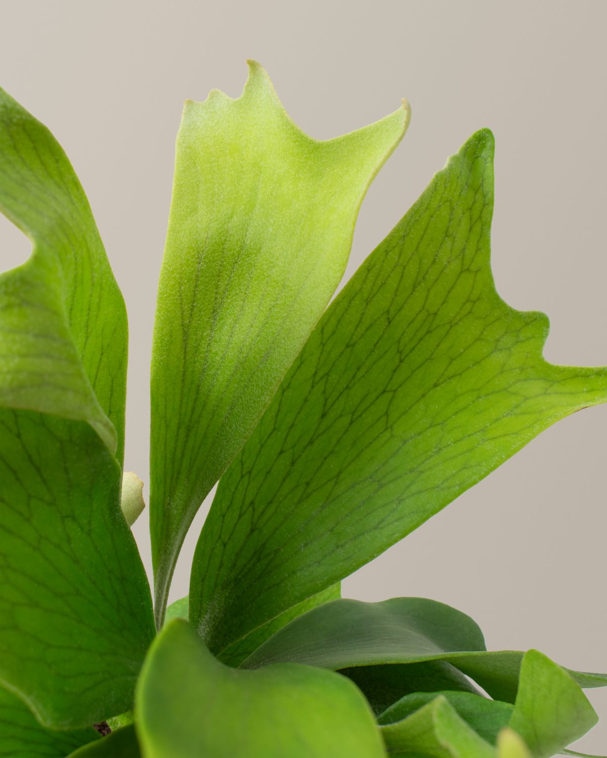 files/the-sill_Small-Staghorn-fern_gallery_2.jpg