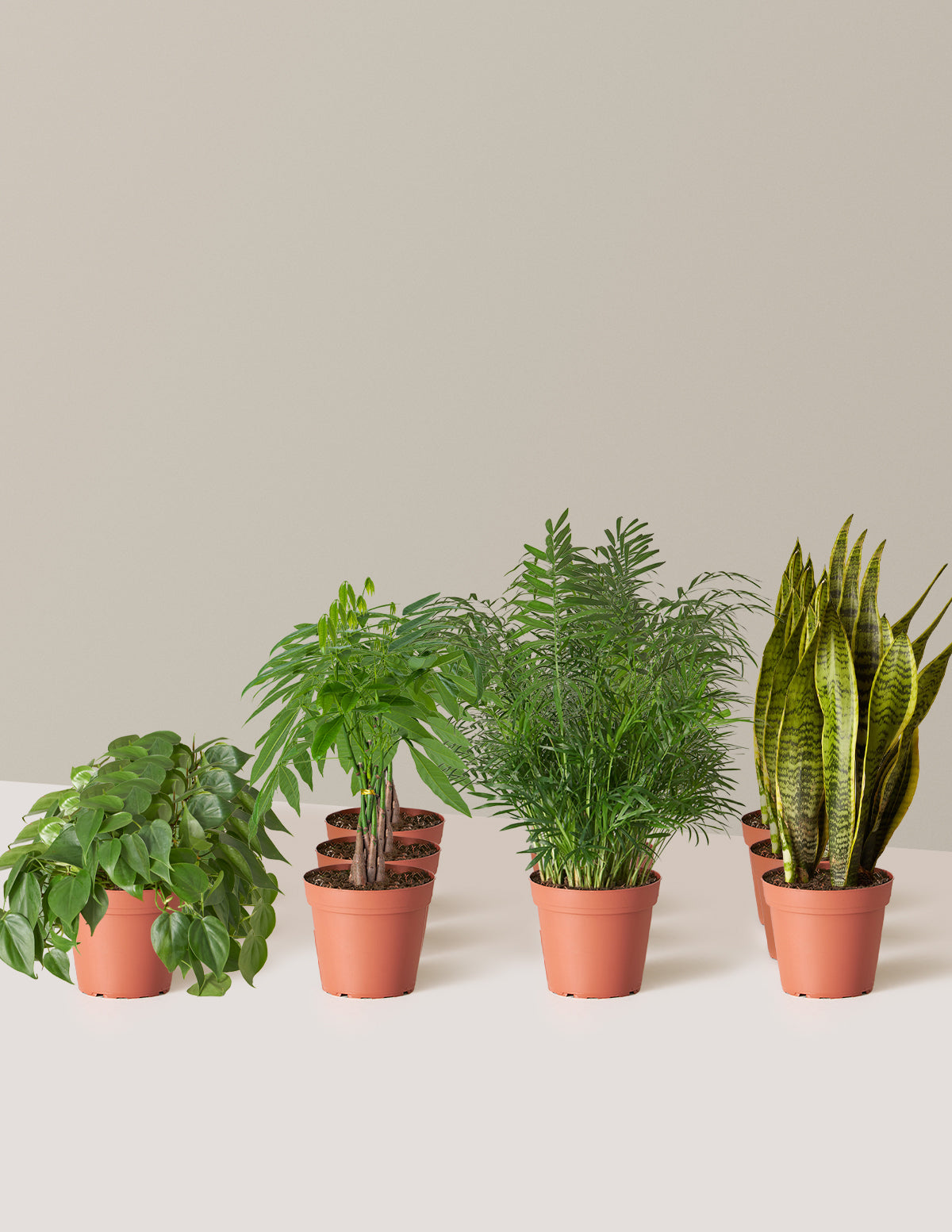 Urban Jungle Party Pack, 12