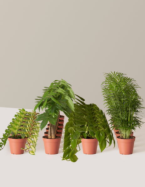 Urban Jungle Party Pack, 30 | Shop Indoor Houseplants & Gifts