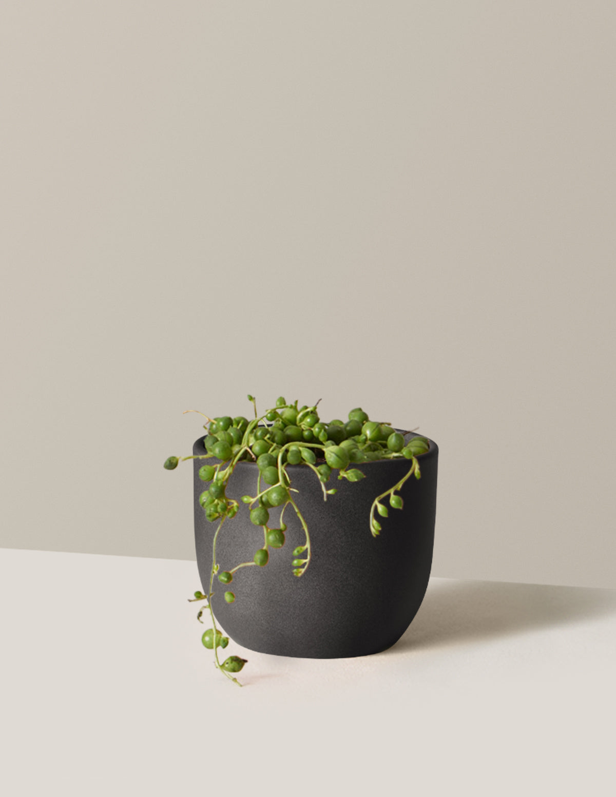 String of Pearls