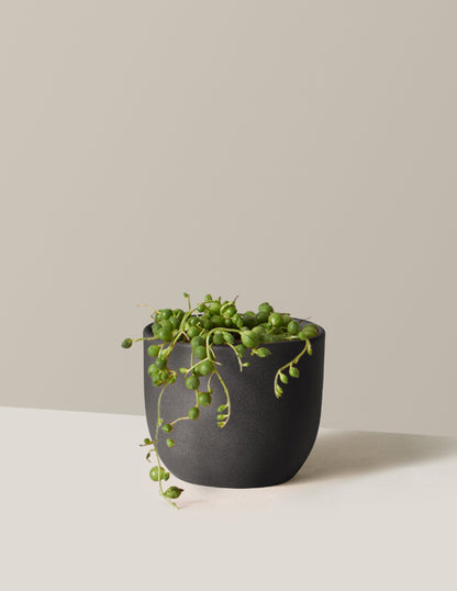 String of Pearls