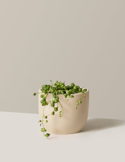String of Pearls