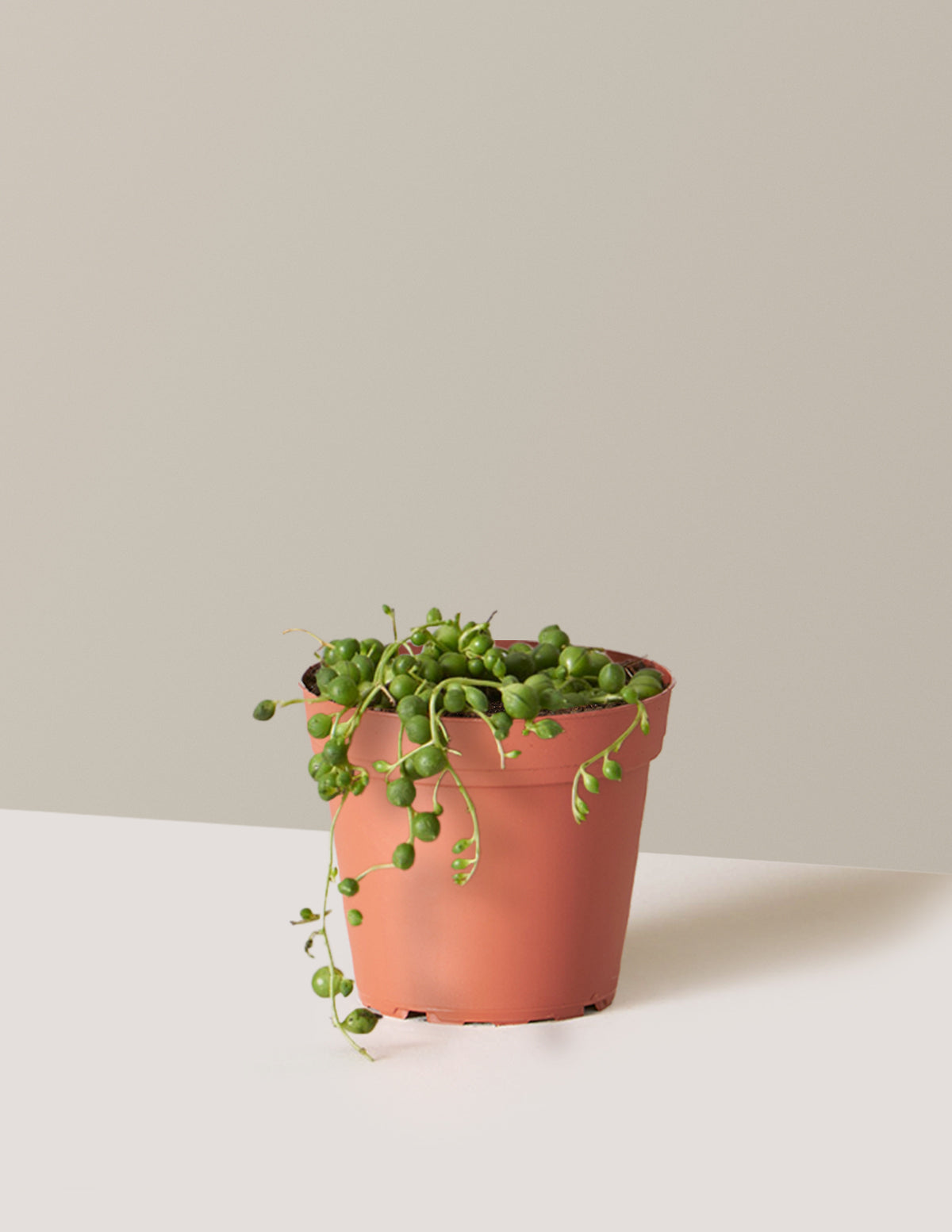 String of Pearls