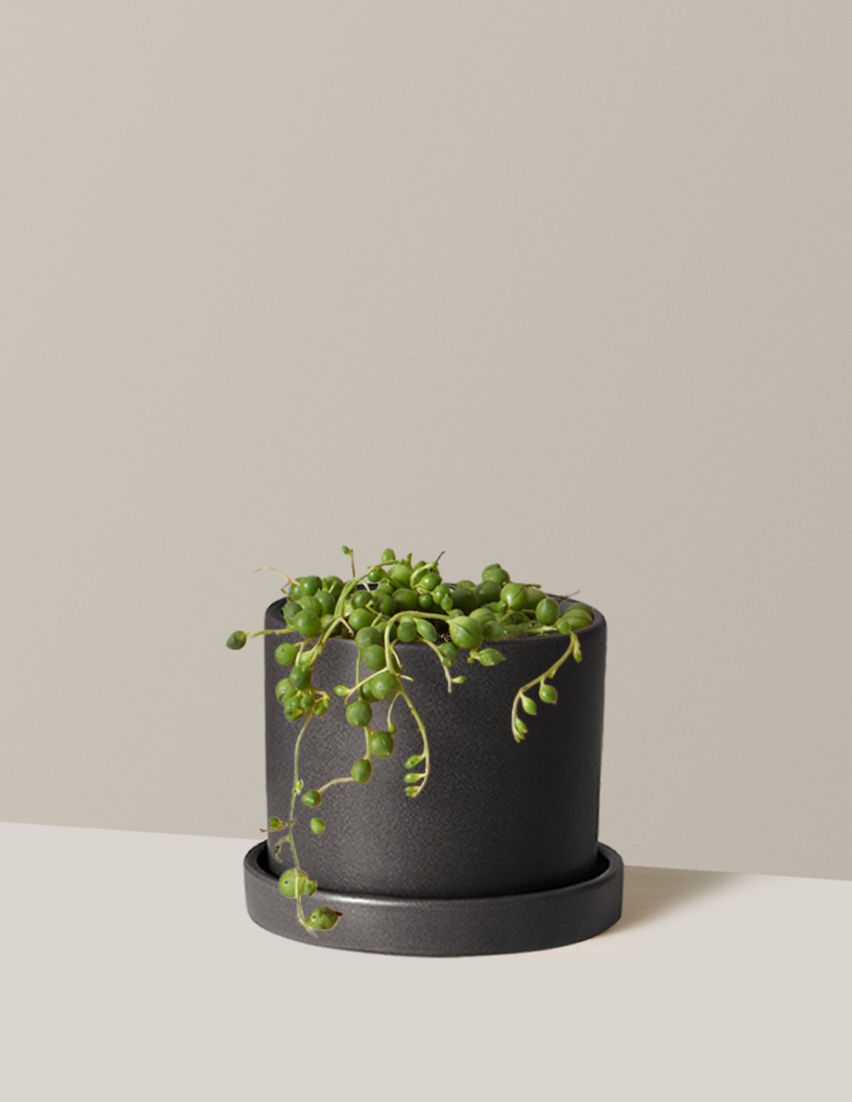String of Pearls