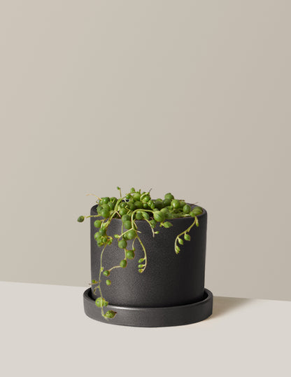 String of Pearls