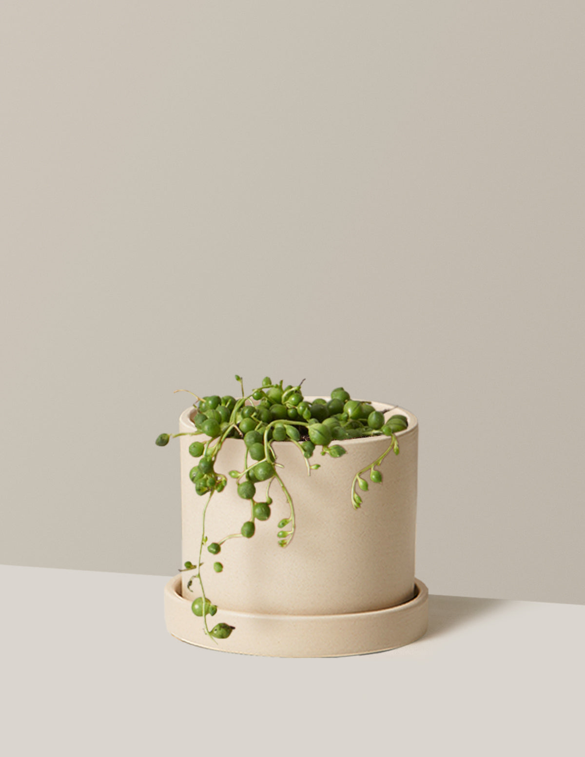 String of Pearls