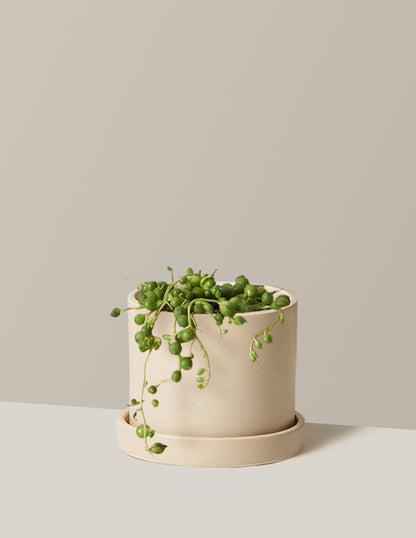 String of Pearls