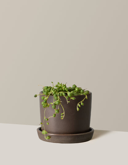String of Pearls