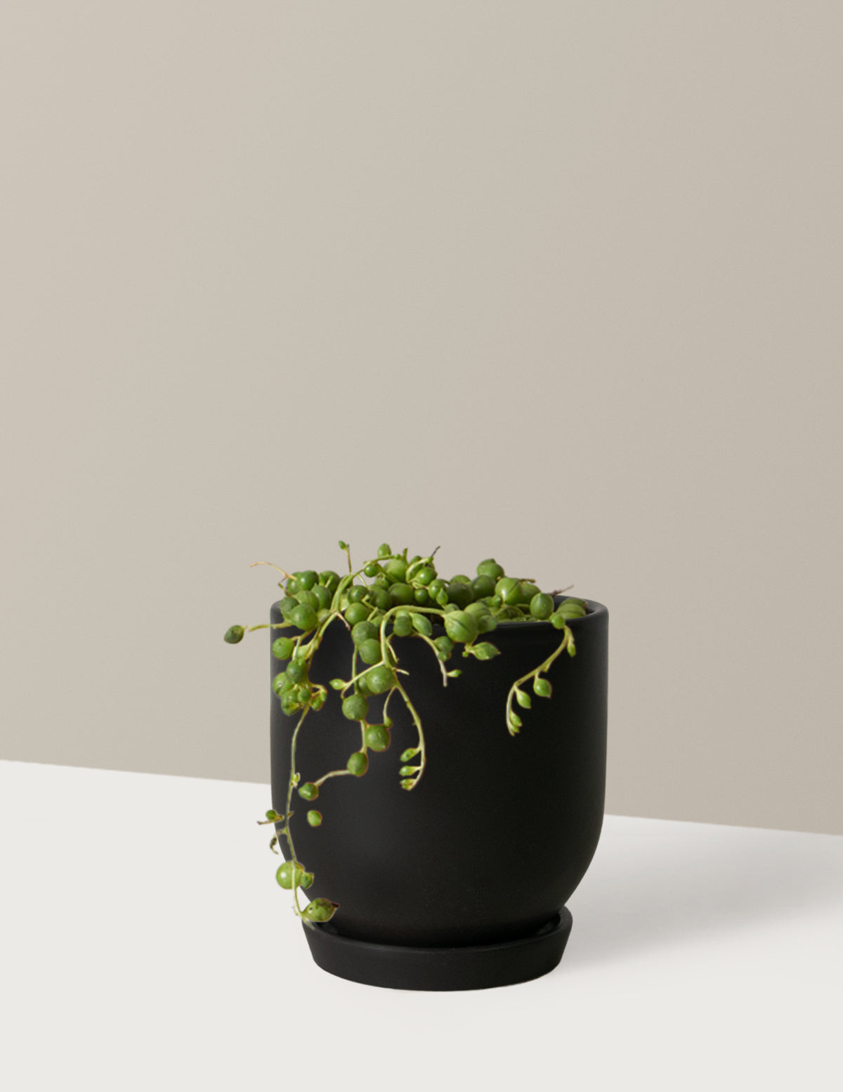 String of Pearls