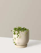bundle | Small | Westcott | Cream