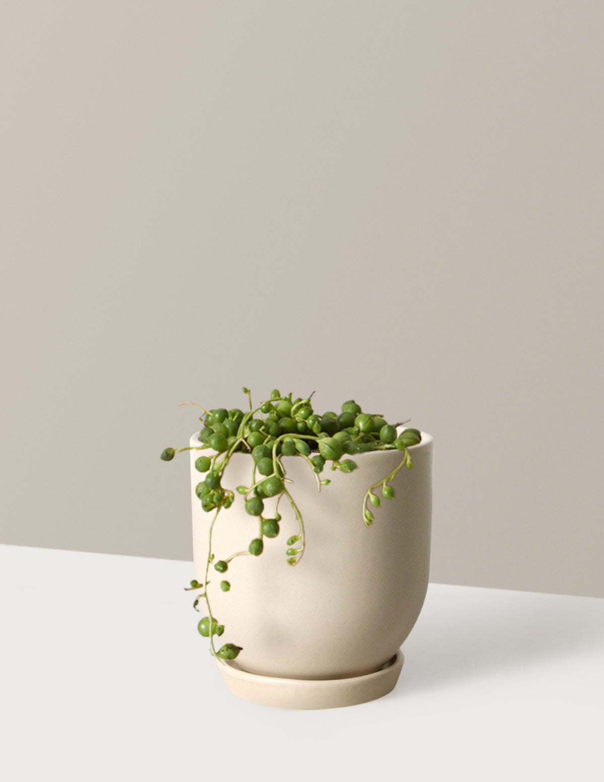 String of Pearls