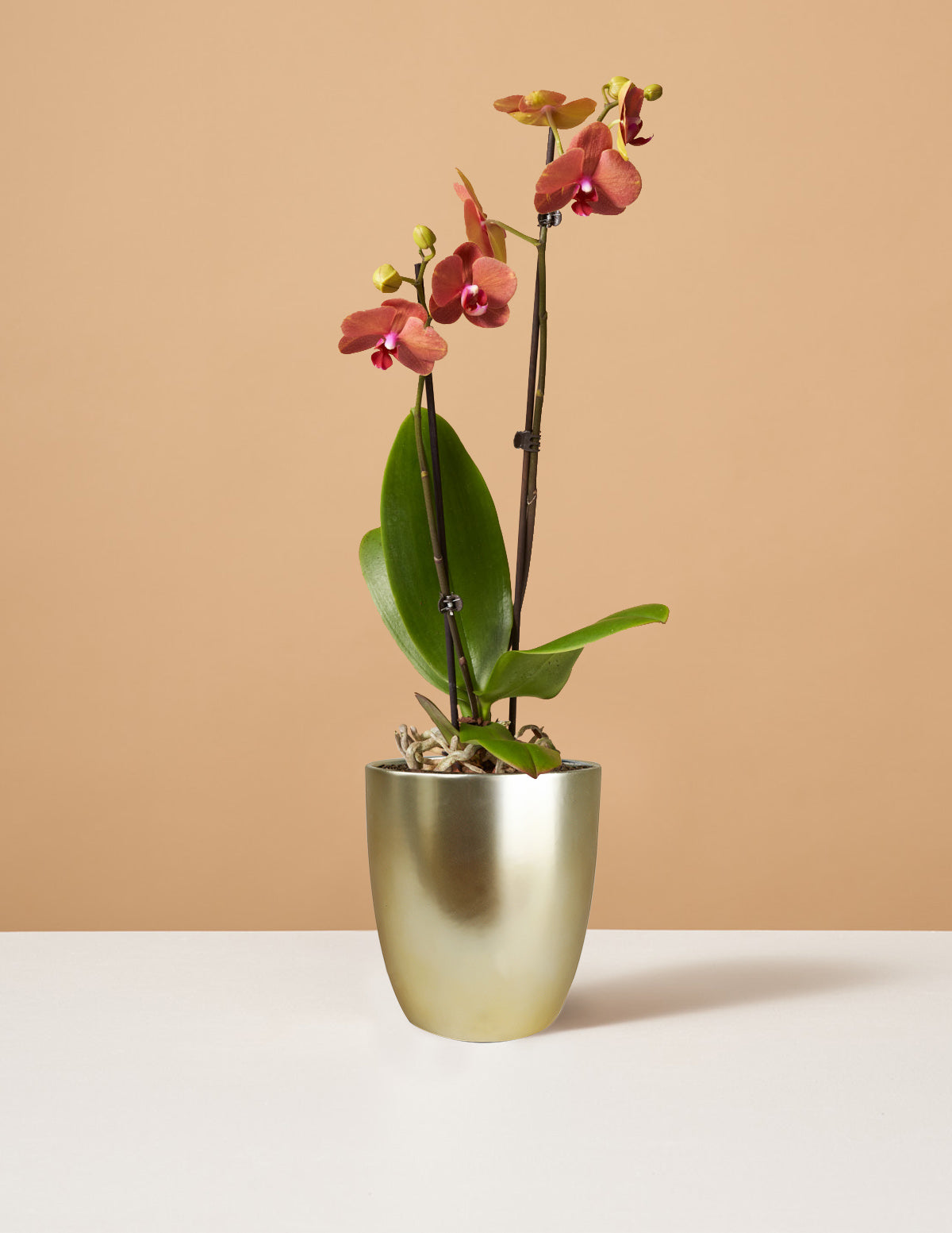 files/the-sill_Small-Sunrise-Orchid_Small_Marcelle-Gold_Variant.jpg