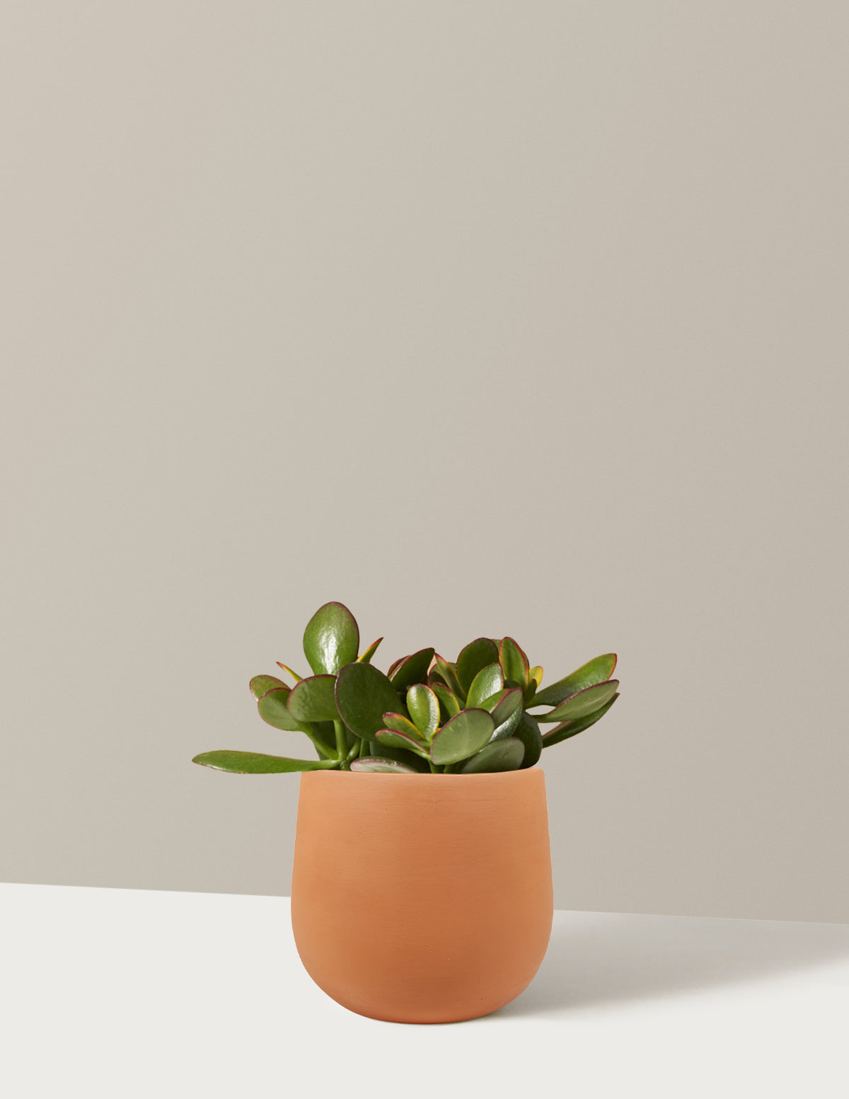 bundle | Small | Raven | Terracotta