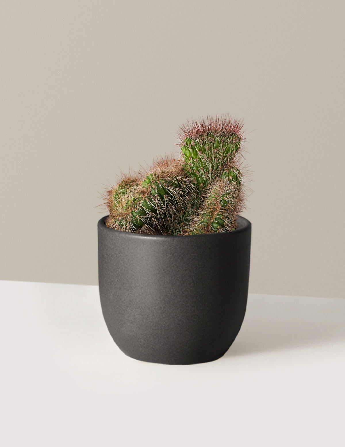 bundle | Small | Grant | Black