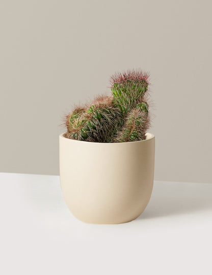 Teddy Bear Cactus