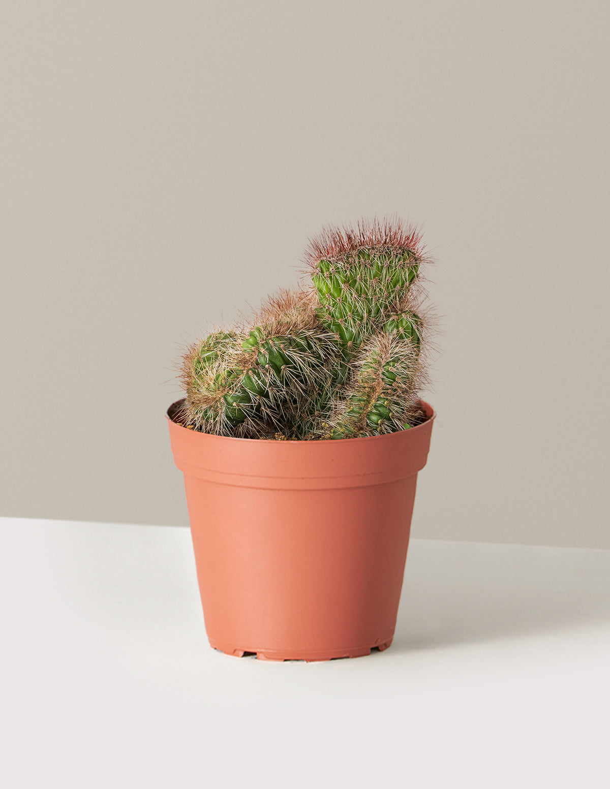 Teddy Bear Cactus