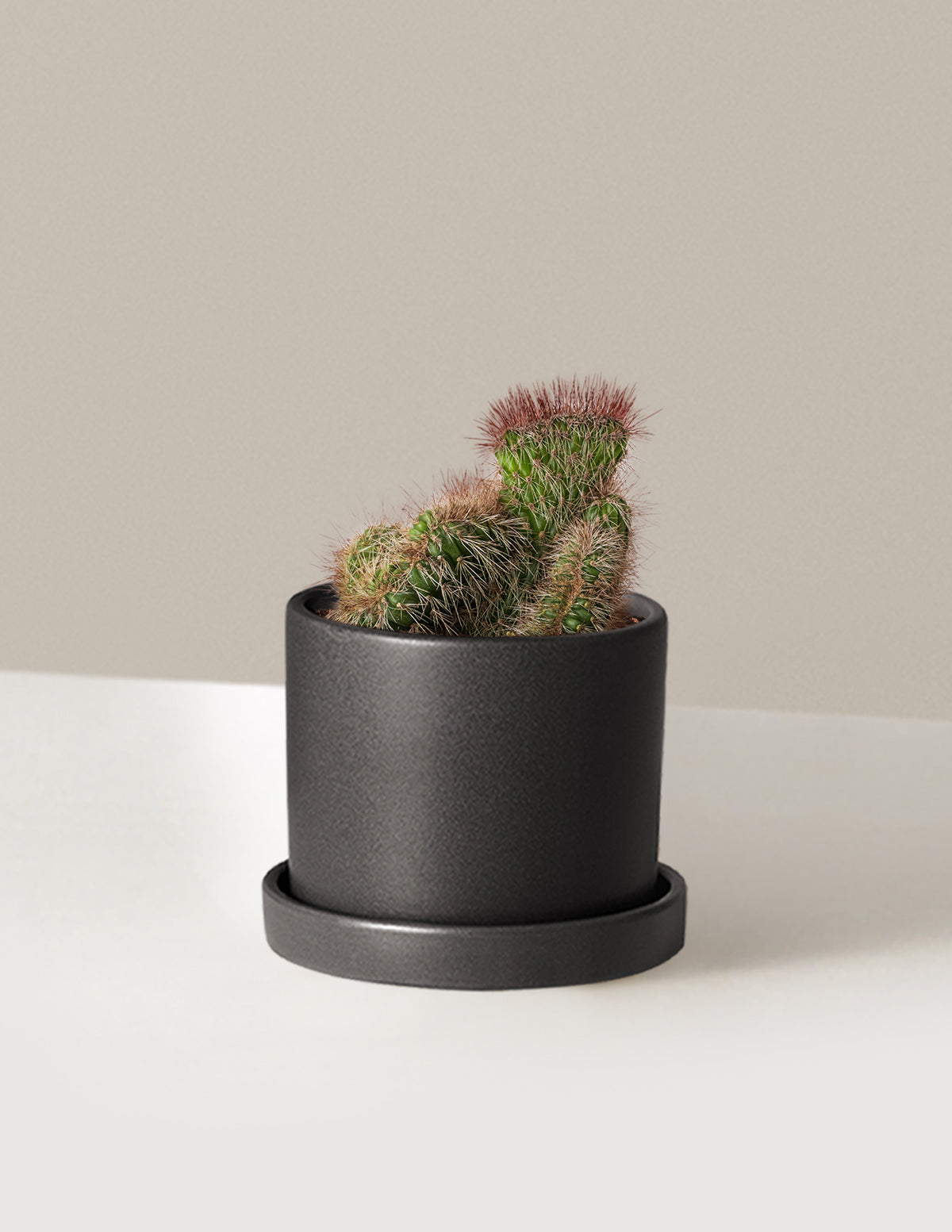 teddy bear plant pot Teddy Bear Cactus Houseplant with Planter - Small (2