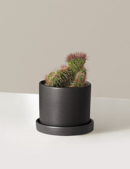 Teddy Bear Cactus