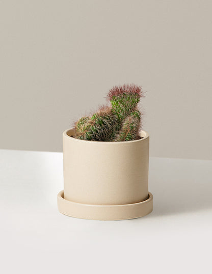Teddy Bear Cactus