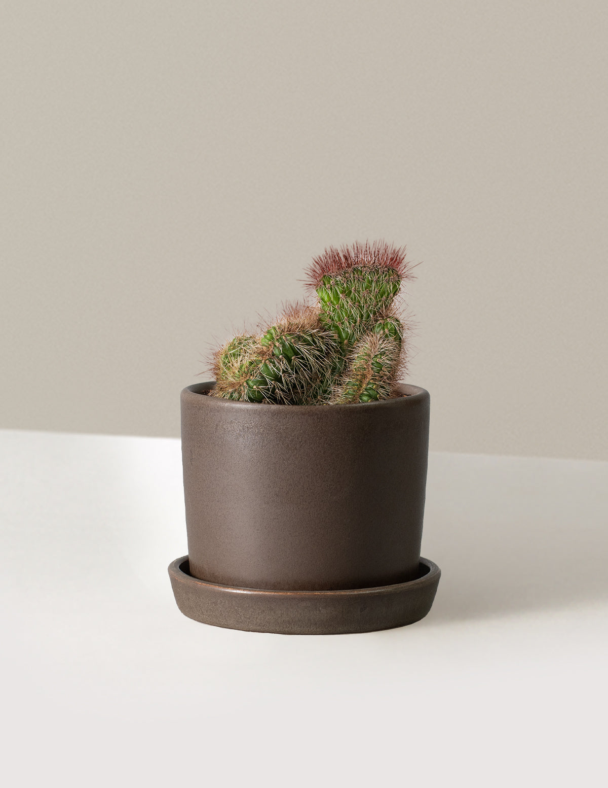 Teddy Bear Cactus
