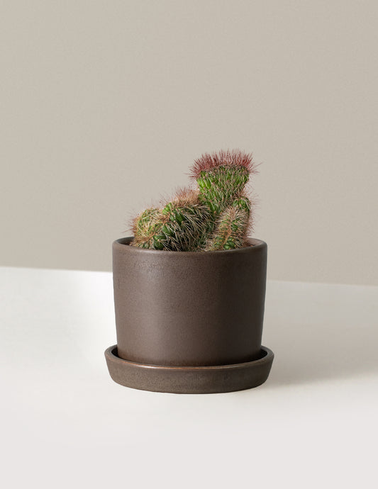Teddy Bear Cactus
