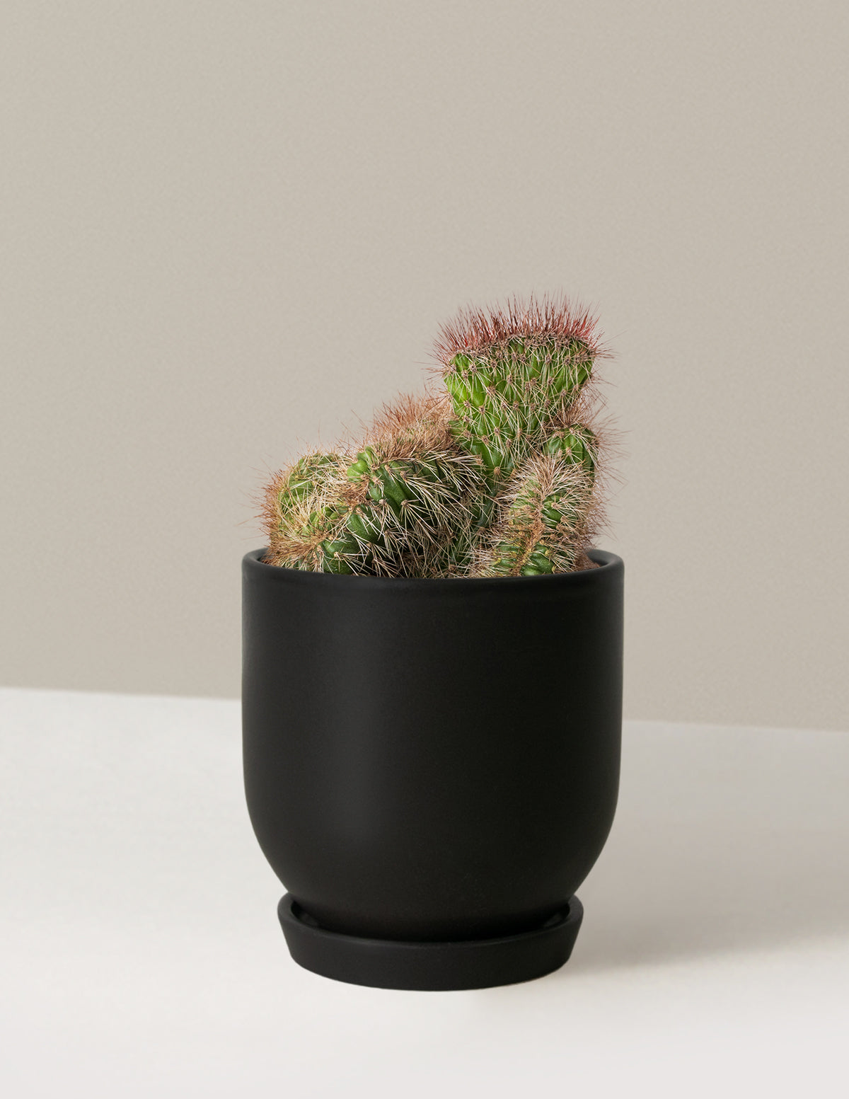 bundle | Small | Westcott | Black