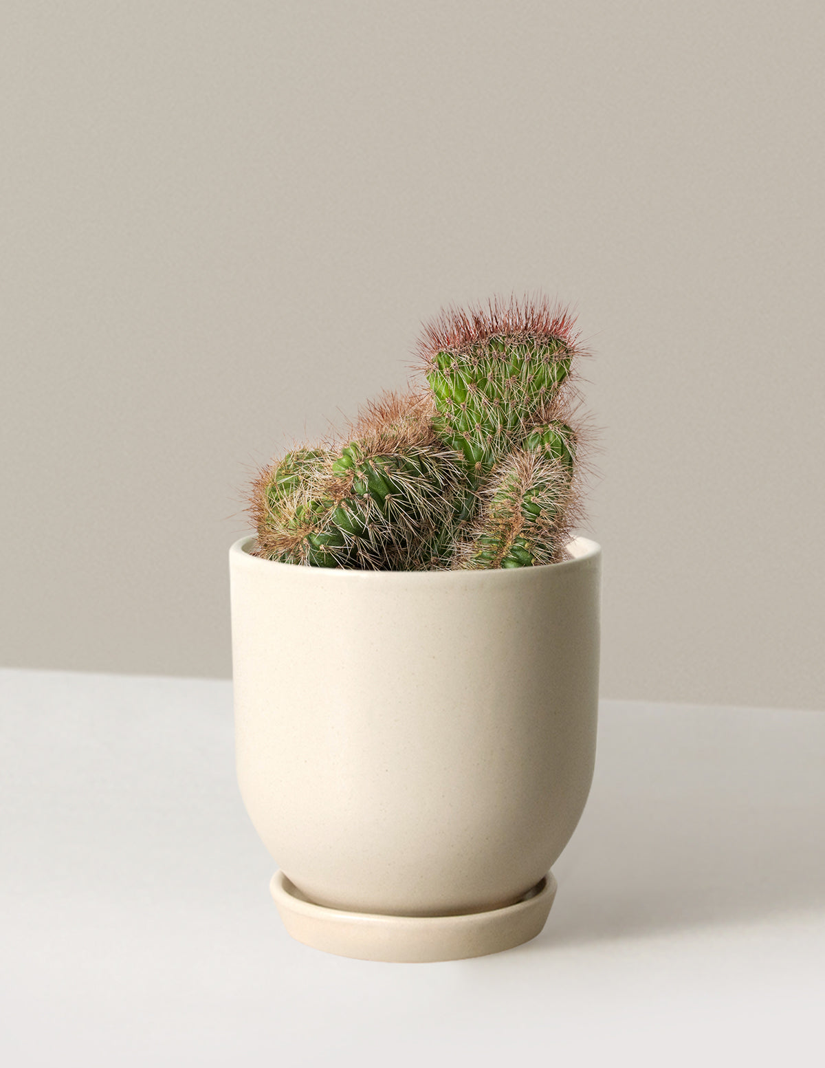 teddy kaktus Teddy Bear Cactus Houseplant with Planter - Small (2